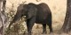 Tanzanie - 2010-09 - 336 - Tarangire - Elephant